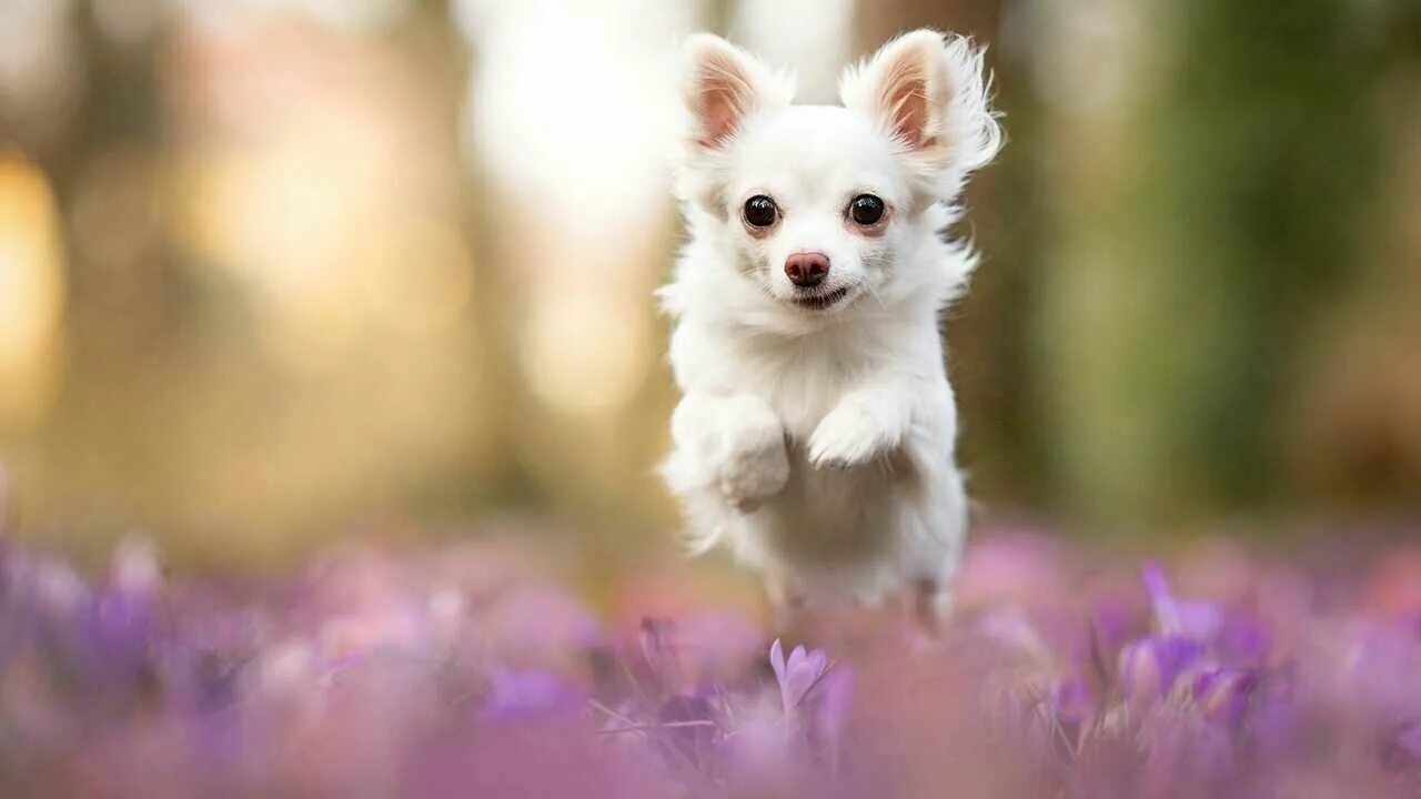 Cute Puppy Pictures For Wallpaper Puppy pictures, Cute puppy wallpaper, Cute dog