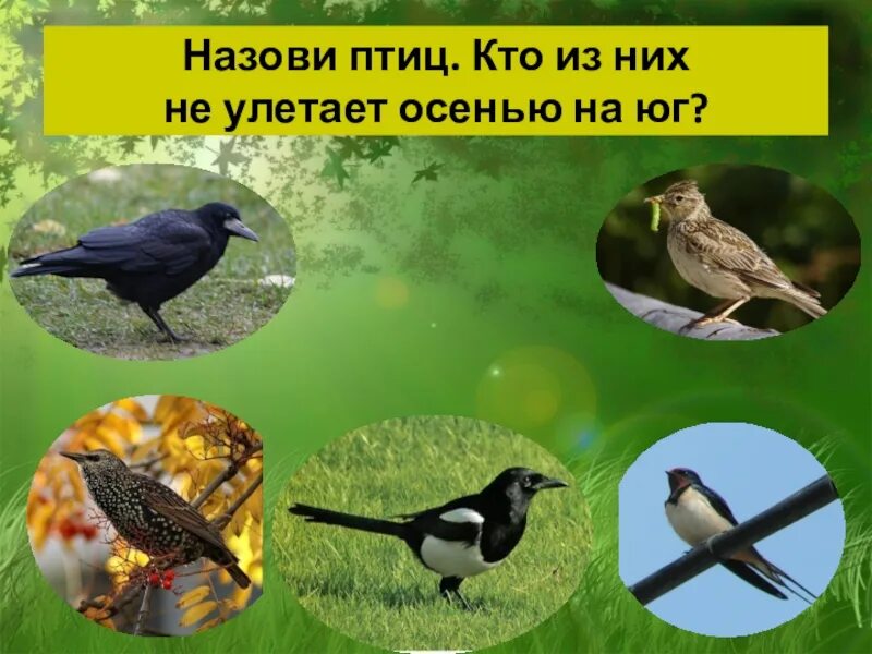 Пришвин какие птицы не улетают осенью. Пришвин какие птицы не улетают осенью. Стая птиц улетает на юг. Пришвин какие птицы не улетают осенью. Осенью перелетные птицы улетают на юг.