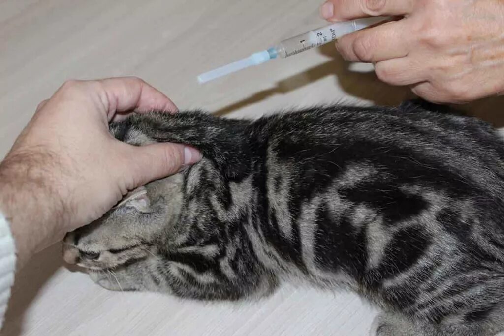 Куда колоть котенка