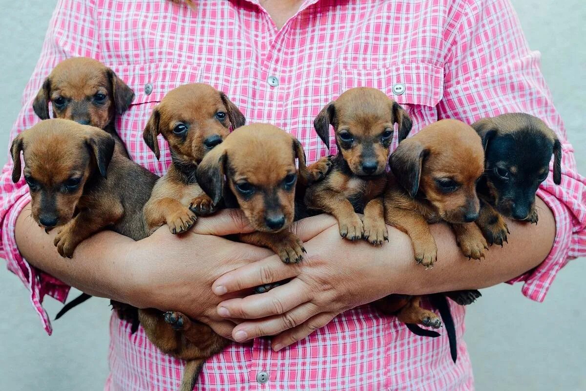 Несколько щенков. Лабрадор ретривер золотистый. Паппи золотистый ретривер. Несколько щенков. Много собак.