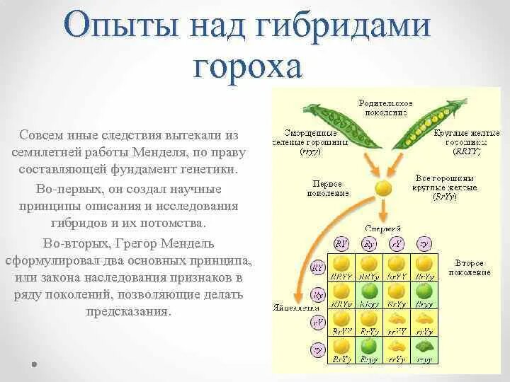 Грегор Мендель генетика горох. Грегор Мендель эксперимент с горохом. Опыты над растительными гибридами Грегор Иоганн Мендель. Исследования Менделя на горохе.