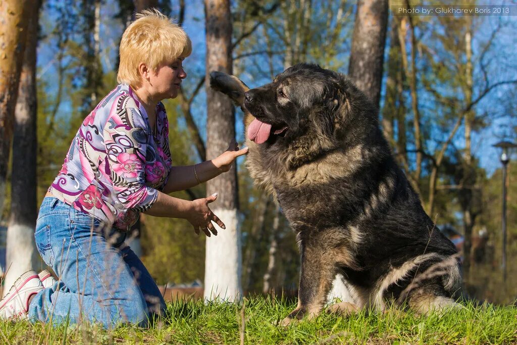 питомник собак. элитный питомник собак. приют для бездомных животных в москве. питомник любителей животных. питомник любителей животных.