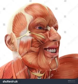 Мышцы эмоций