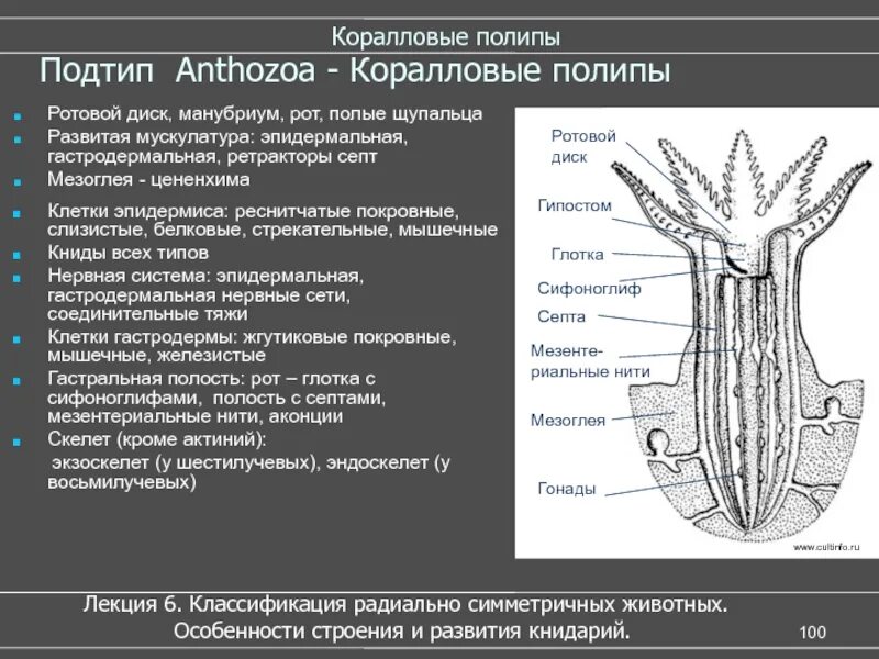 Класс коралловые полипы пищеварительная система. Кишечная полость коралловых полипов. Строение коралловых полипов кишечнополостных. Строение кишечной полости коралловых полипов.