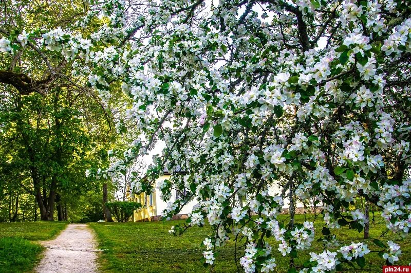 Светлый майский день. Сад картинка. Фотографии с цветущим деревом. Майский сад картинки. Цветущее фруктовое дерево.