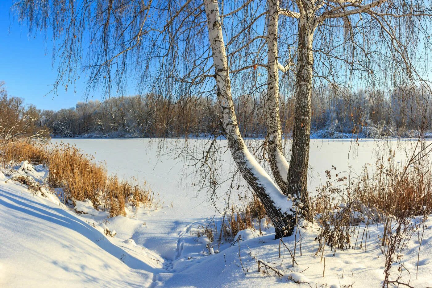 Березки лед. Зимняя береза. Береза зима. Берёза у реки зимой. Природа средней полосы России зима.