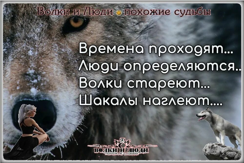 Книга человек человеку волк. Цитаты волка. Мудрые фразы волка. Умные фразы волка. Умные цитаты про Волков.