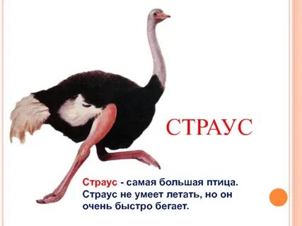 Страусы не летали