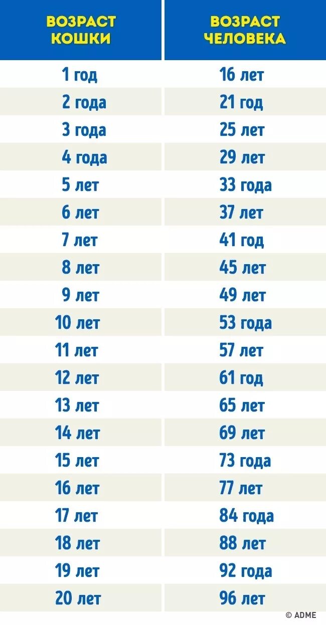 13 собачьих лет в человеческих. Собаки 10 лет по человеческим меркам сколько лет таблица. Сколько лет собаке по человеческим меркам таблица. Возраст у собак по человеческим меркам таблица годам. Возраст собаки и человека соотношение таблица.