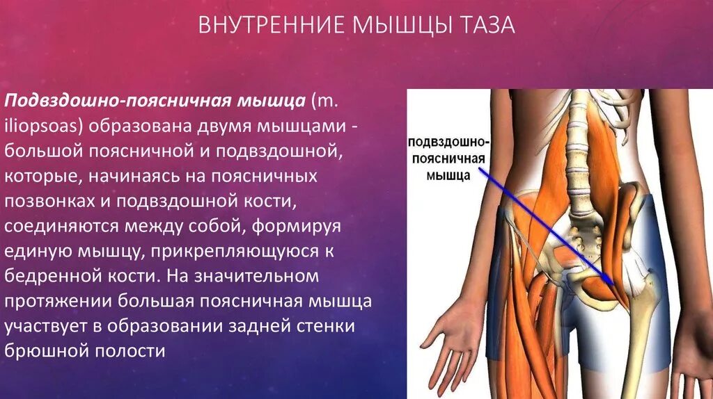 Сильная боль в подвздошной. Подвздошно-поясничная мышца иннервация. Подвздошно-поясничная мышца анатомия функции. Мышцы таза подвздошно поясничная. Расположение подвздошно поясничной мышцы.