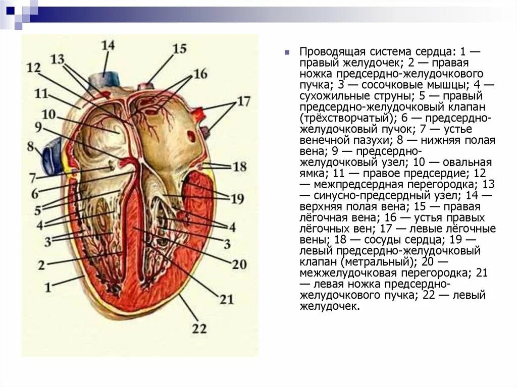 Проводящая система сердца. Сосочковые мышцы сердца и сухожильные нити. Проводящая предсердно-желудочковая система. Сосочковые мышцы сердца функция. Клапан правого предсердно желудочкового отверстия
