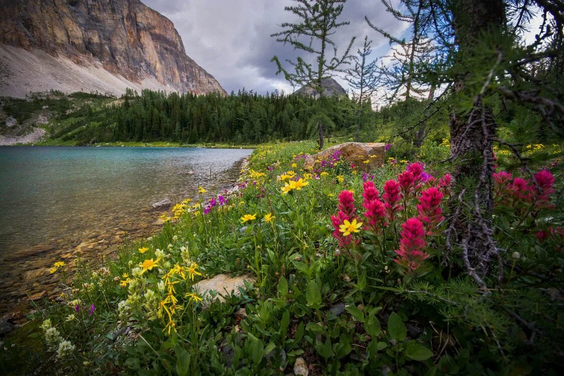 Цветы Канады Банф. Национальный парк Банф растительность.