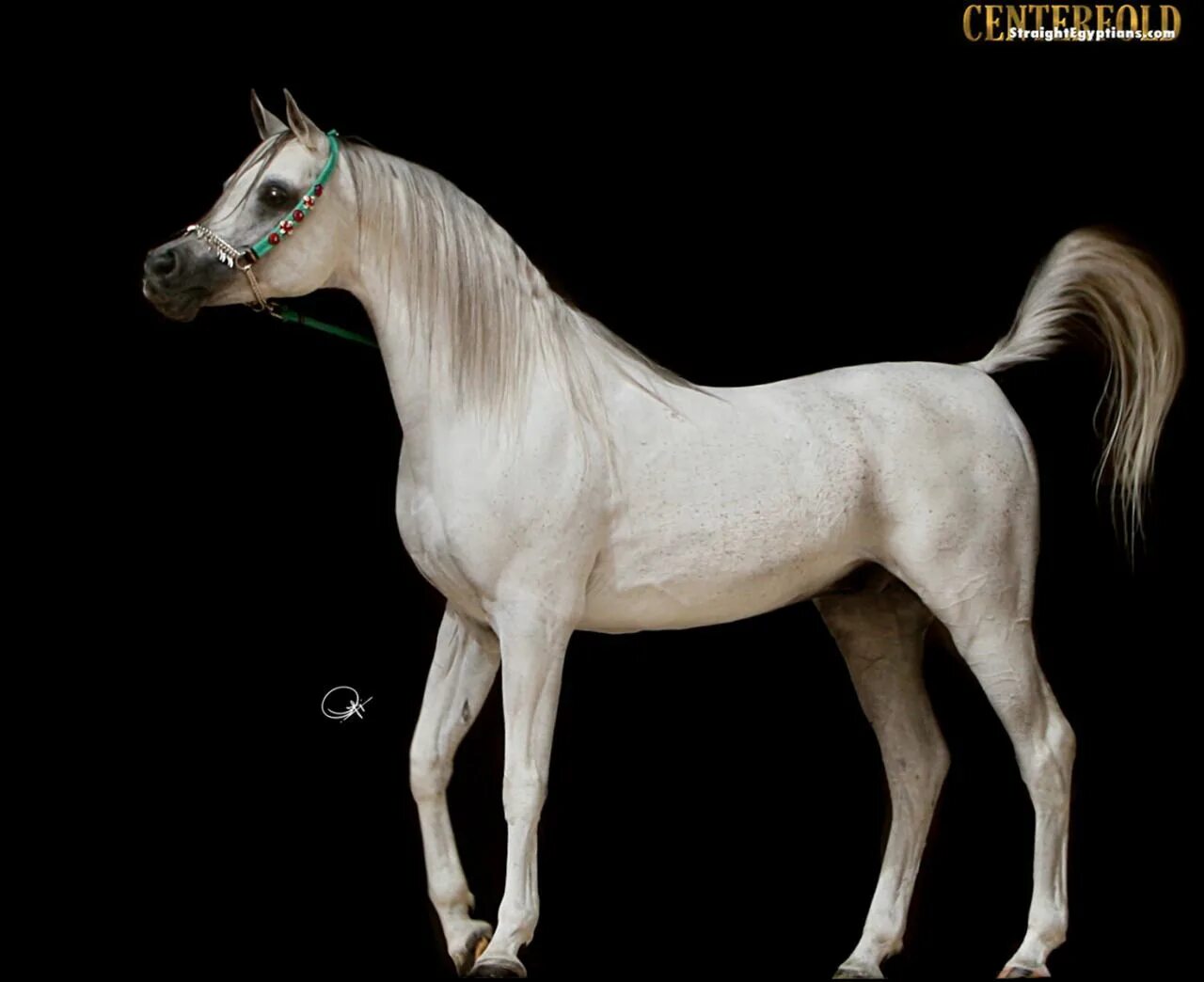 Лошадка м. Арабская лошадь. Арабский скакун с наездником. Нарядная арабская лошадь. Арабская лошадь со всадником.