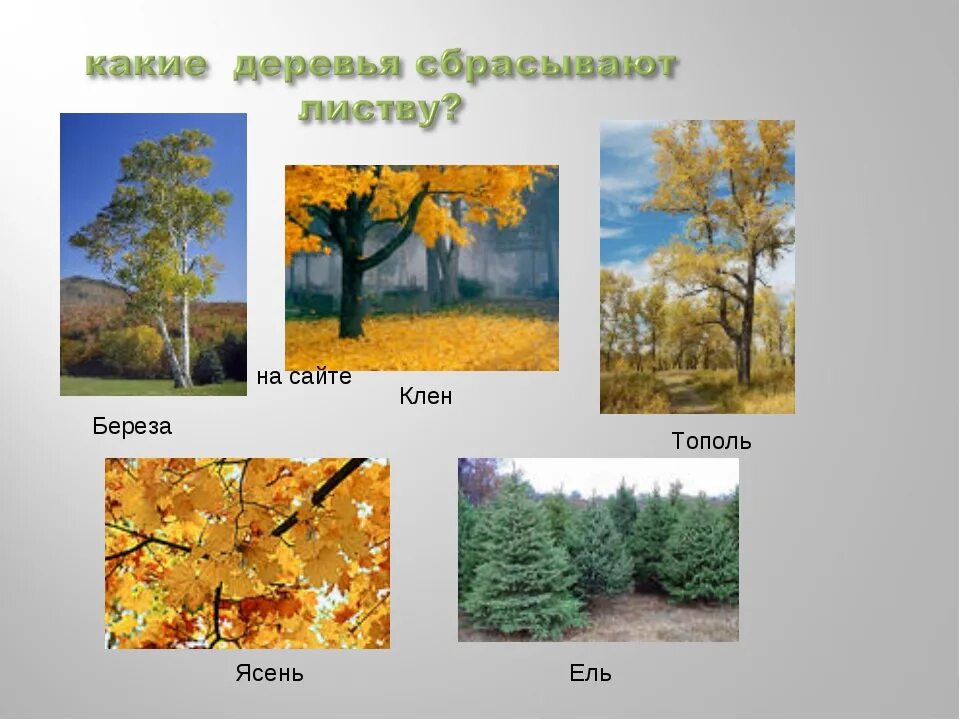 Когда заканчивается листопад у других деревьев каких. Какие деревья сбрасывают листву. листопад у деревьев по месяцам. как называются деревья, которые сбрасывают листву?. какие деревья опадают первыми.