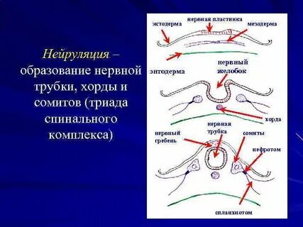 Нервная пластинка