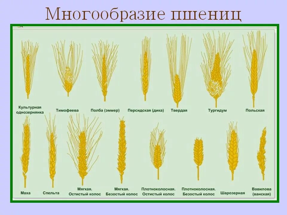 Какие классификации пшеницы вы знаете