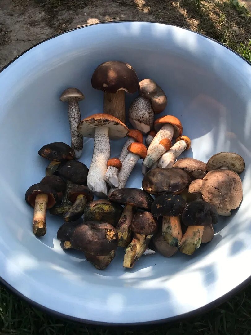 Грибы 71 в туле и тульской. Грибы в туле. Грибы в тульской. Грибы пошли. Грибы в туле.