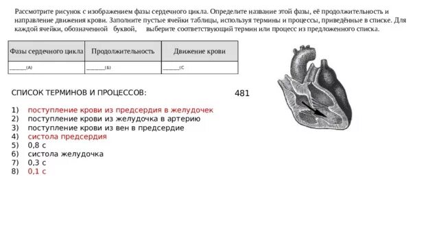 Рассмотрите рисунок с изображением фазы сердечного цикла. Рассомтртте рсусуно к изображением фазы середечного циула. рассмотрите на рисунке фазы сердечного цикла. фазы сердечного цикла продолжительность движение крови.