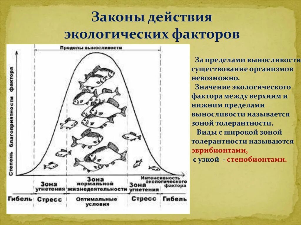 Закон экологического воздействия. Охарактеризуйте спектр действия экологических факторов на организм. Законы действия экологических факторов. Действие экологических факторов на организм. Схема действия экологического фактора.