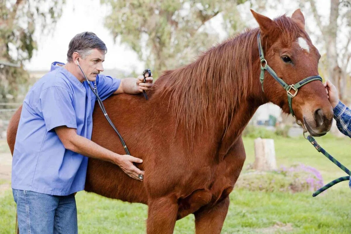 Лошадку жизнь. Ветеринар и лошадь. Ветврач лошади. Ветеринар осматривает лошадь.
