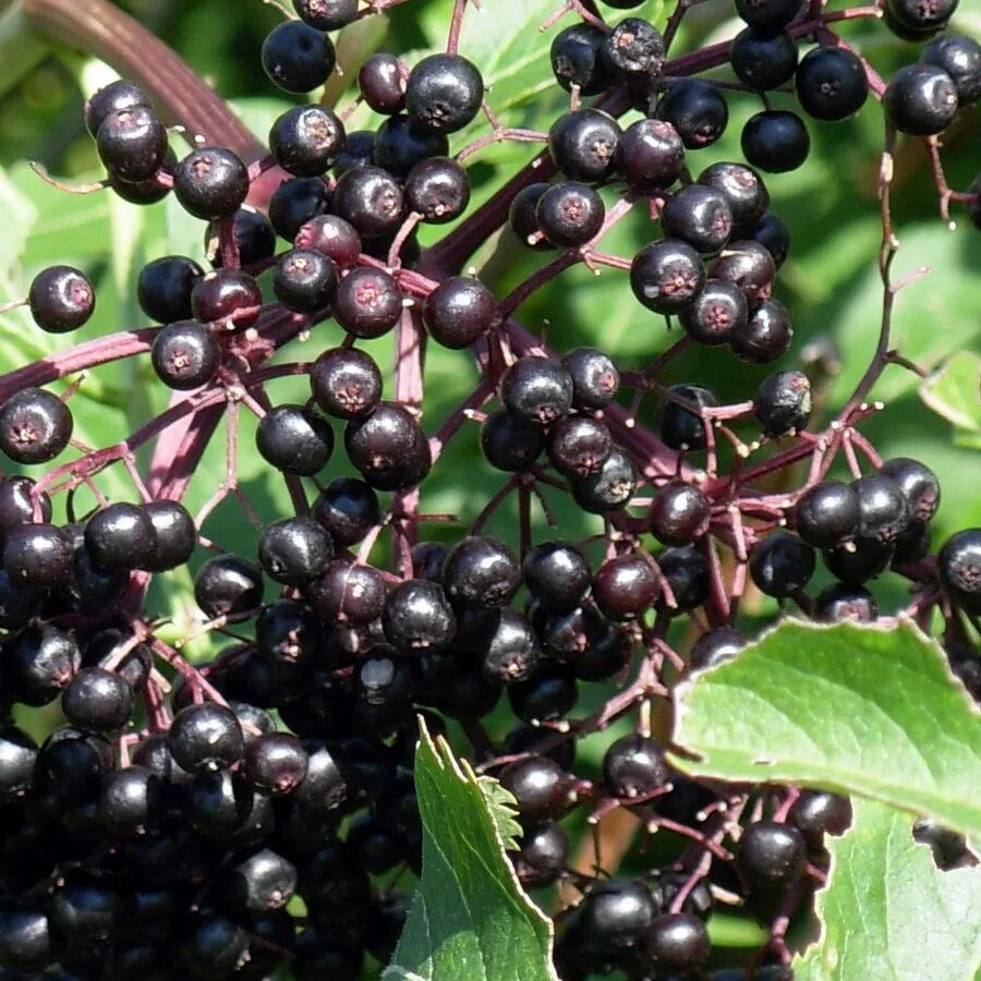 Маленькие черные ягоды. Жимолость черная Бузина. Бузина Южная. Elderberry Бузина. Бузина и жимолость.