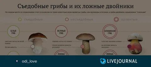 Ядовитые грибы похожие