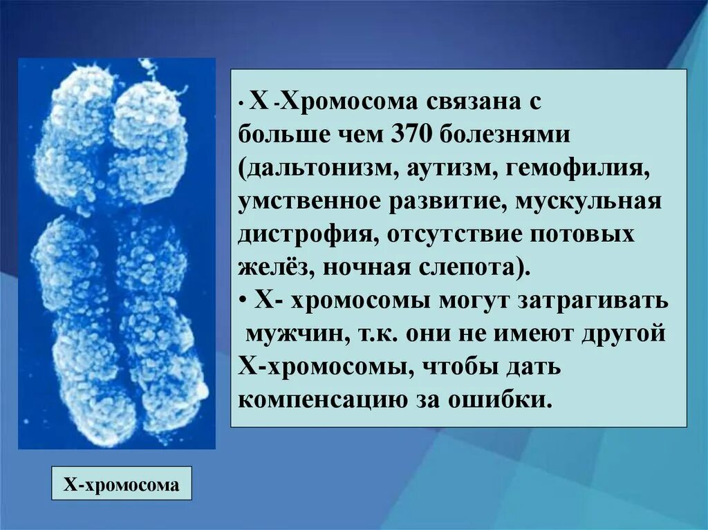 Х И У хромосомы. Х-хромосома человека. Болезни связанные с х хромосомой. Y хромосома. Х хромосома это мужская