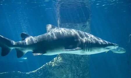 Shark around