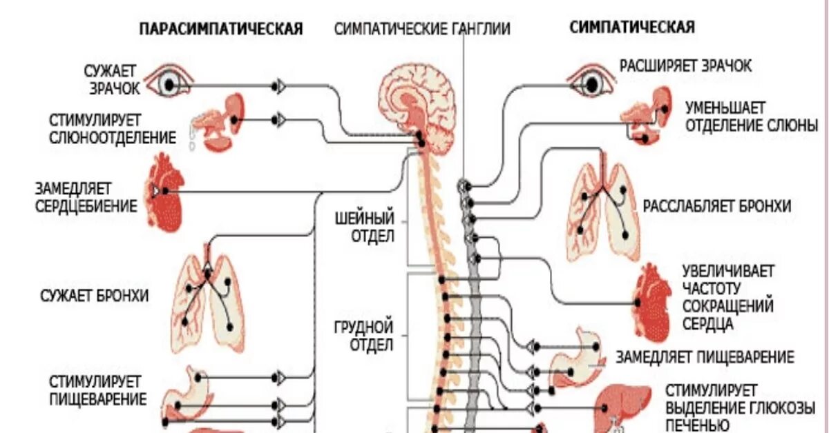 Симпатический отдел выполняет функции. Ядра парасимпатического отдела вегетативной нервной системы. Функции симпатической вегетативной нервной системы. Функции симпатического отдела вегетативной системы. Функции парасимпатической вегетативной нервной системы.