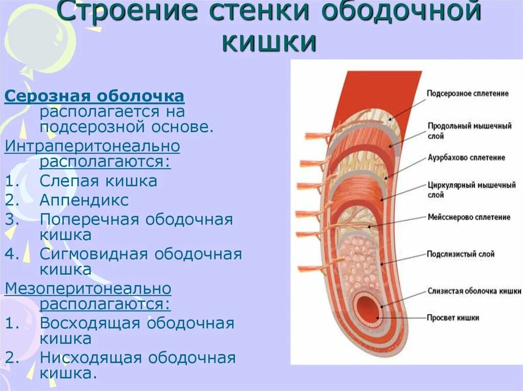 Слепая кишка стенки. Строение тонкого кишечника серозная оболочка. Строение стенки поперечно-ободочной кишки. Строение Степки слепой Кишк. Строение стенки сигмовидной кишки.