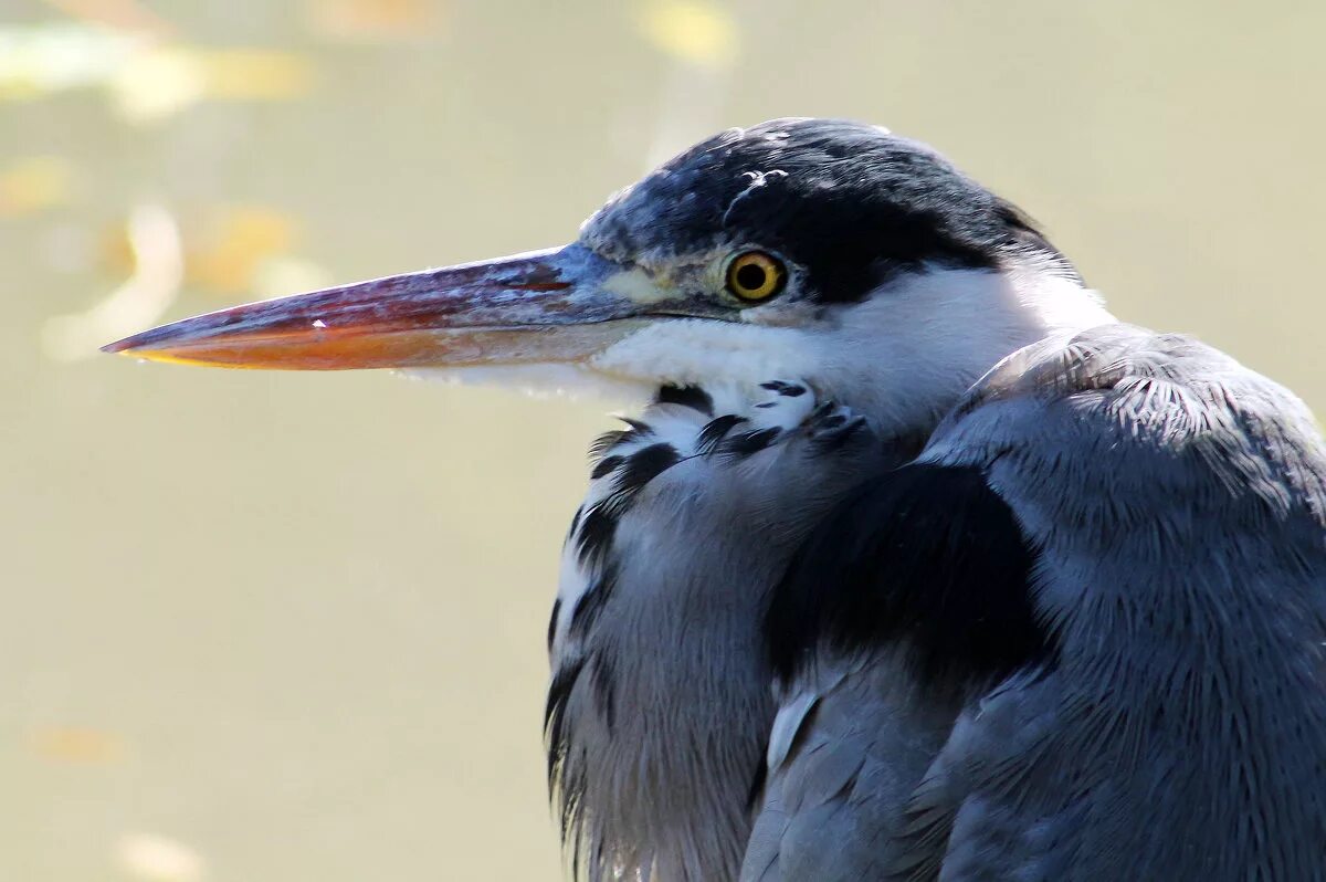 сестрица чайки с острым клювом. малый крохаль астраханский заповедник. большой веретенник - limosa limosa. сестрица чайки с острым клювом. гусь с длинным клювом.