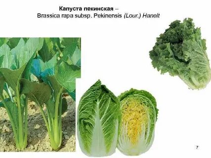 Пекинская капуста созревание