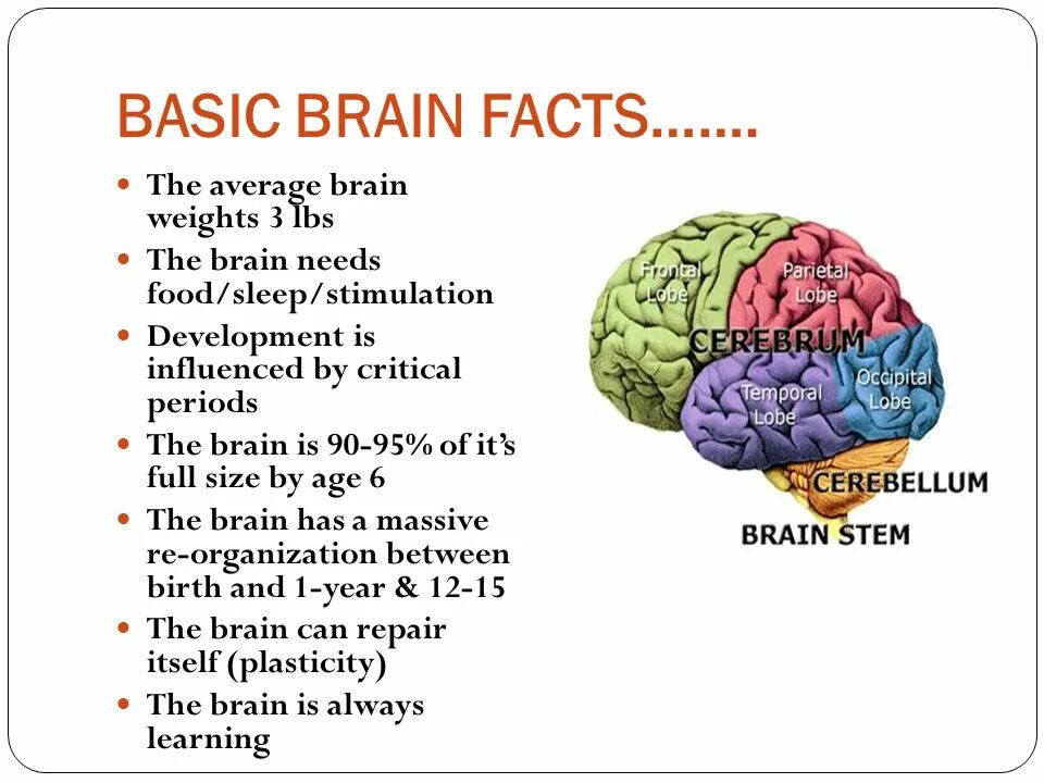 Brain по русски. Interesting facts about Human Brain. Тема мозг. Facts about the Human Brain. Мозг на английском.