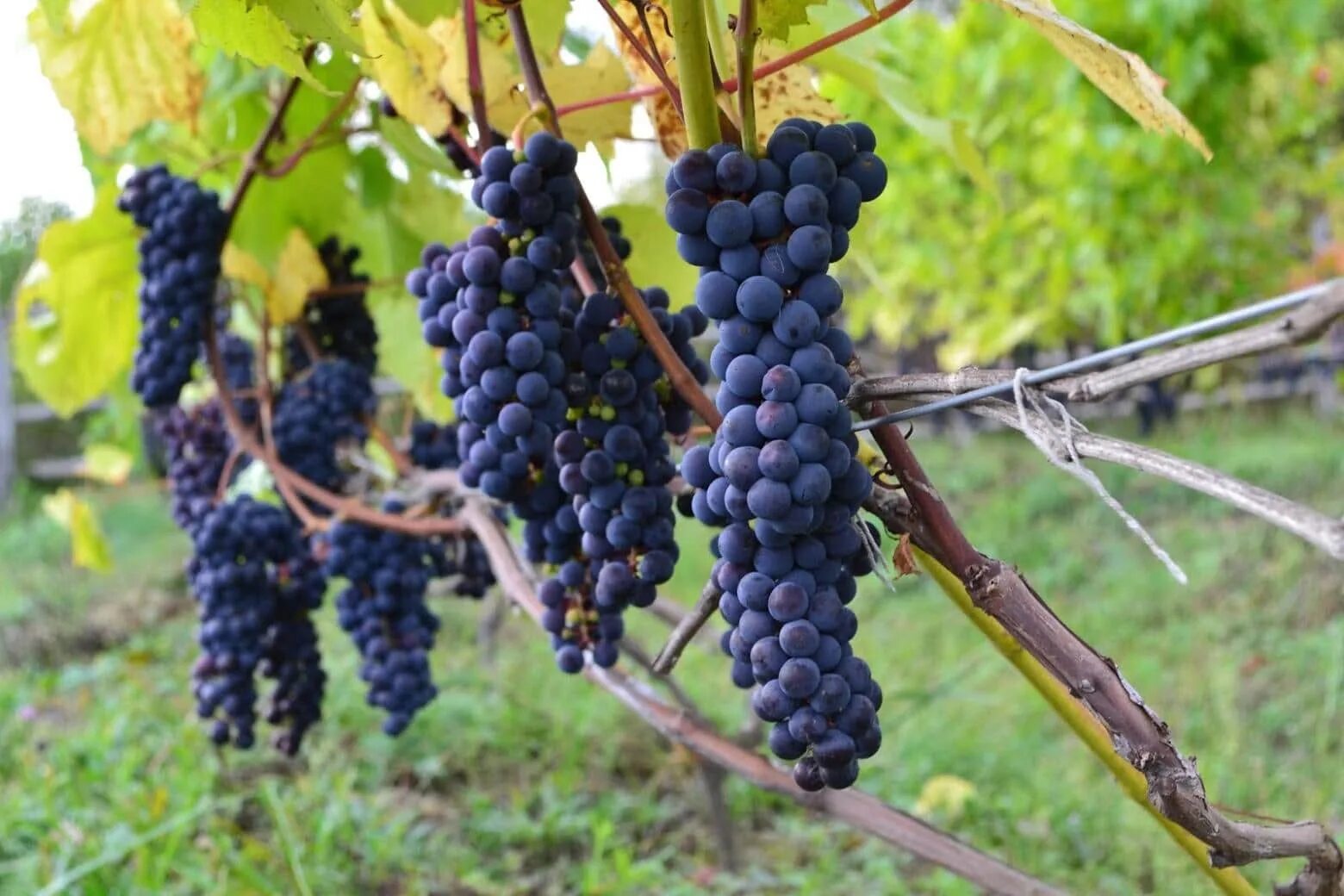 Виноград начал. Виноград макси черный. куст винограда. плодоношение винограда. виноград цветочный.