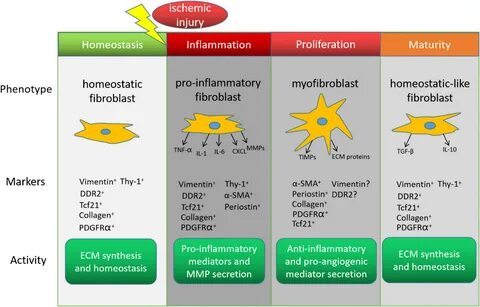 Cardiac regeneration becomes possible through reprogramming of 