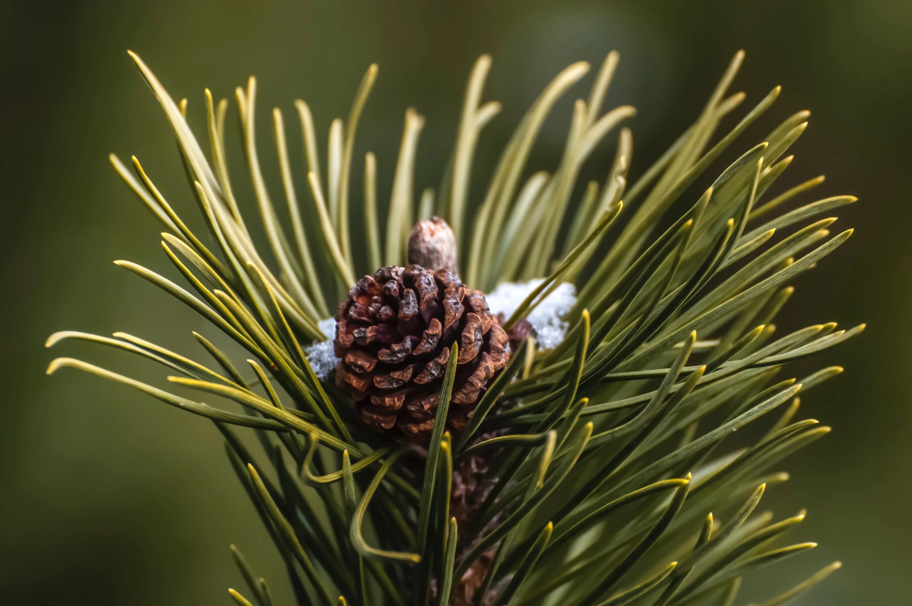 Pinus sibirica шишки. Сосна густоцветковая шишки. Сосна Кедровая стланиковая шишки. Хвоинки сосны кедровой. Без хвойный