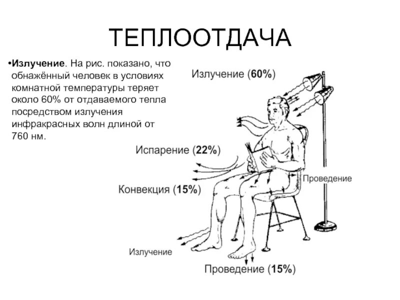 Конвекция человека. Теплоотдача. Схема теплообмена человека. Теплоотдача организма схема. Повышенная теплоотдача у человека.