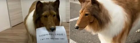 Японец стал собакой правда или