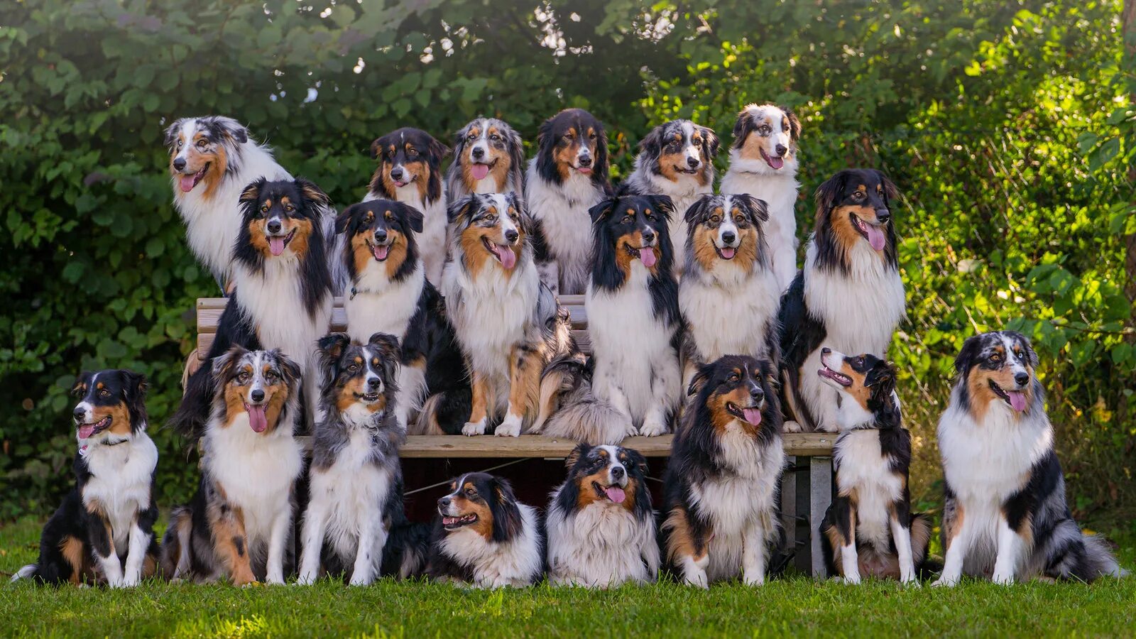 Австралийская овчарка фото с человеком Australian shepherd dackel mix dackel australian shepherd mix .