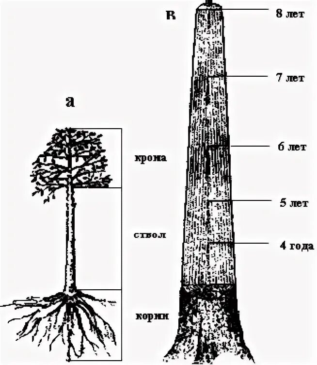 Корневой диаметр. Корневая система лиственницы схема. Корневая система лиственницы сибирской. Корневая система сосны сибирской.