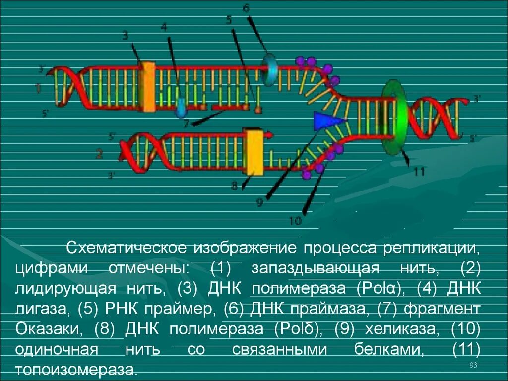 Нить рнк. ДНК полимераза репликация ДНК. РНК полимераза репликация. Хеликаза праймаза. Хеликаза в репликации.