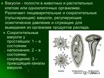 Пищеварительные вакуоли систематические группы животных