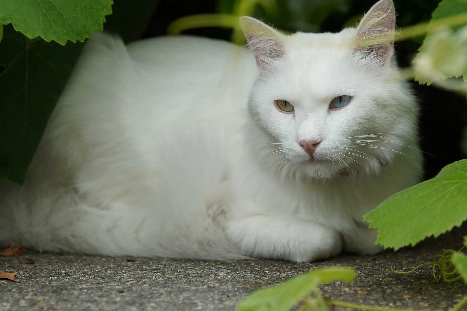 Как называется белая порода кошек. Ангорская кошка. Турецкая ангора кошка. Белая ангорская кошка. Порода кошек ангорская турецкая.