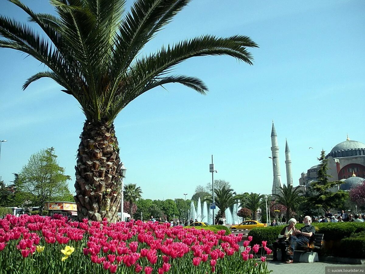 Султанахмет Стамбул тюльпаны. Тюльпановые сады в Турции.