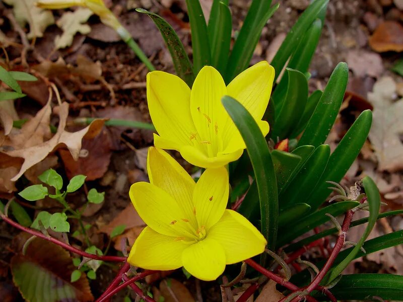Желтые ранние цветы фото. Крокус Штернбергия. Растение Штернбергия. Первоцветы луковичные желтые. Штернбергия жёлтая.