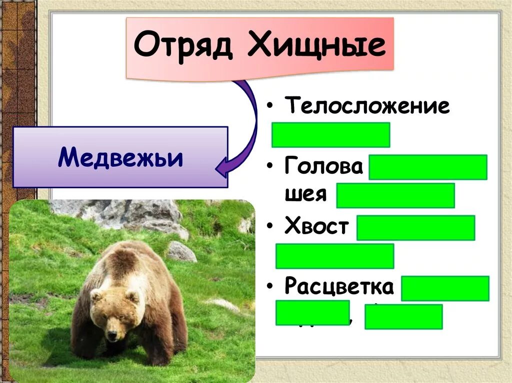 Отряды млекопитающих. Отряд Хищные млекопитающие. Отряды млекопитающих ластоногие. Отряды млекопитающих китообразные ластоногие хоботные Хищные.