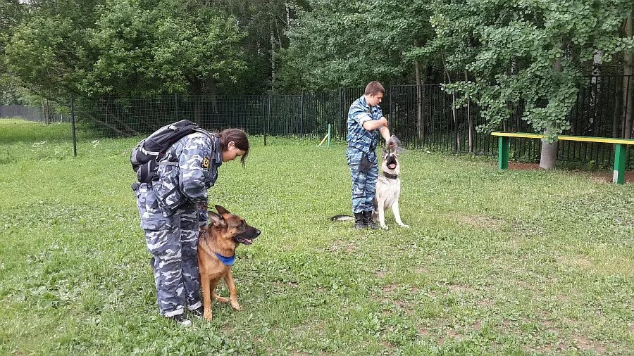 Колледж 38 теплый стан кинология. Теплый стан кинолог колледж. Московский строительный колледж 38 кинология. Кинологи теплый стан.