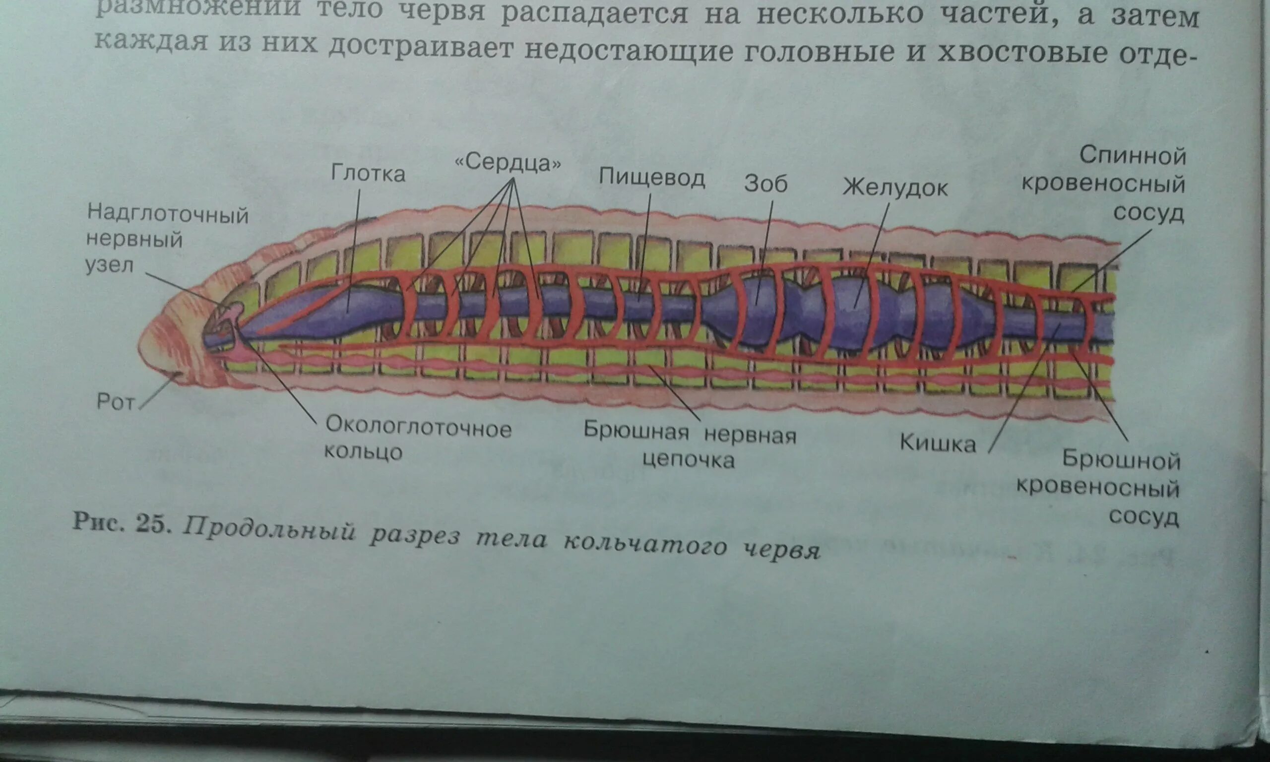 Внутреннее строение дождевого черв. Внутренне строение кольчатых червей. Внутреннее строение кольчатых червей. Строение кольчатых червей.