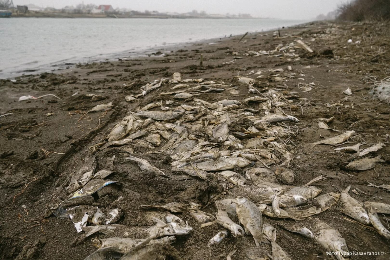 Мертвые водоемы. Мертвые рыбы в иссохшей реке.