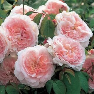 English rose's